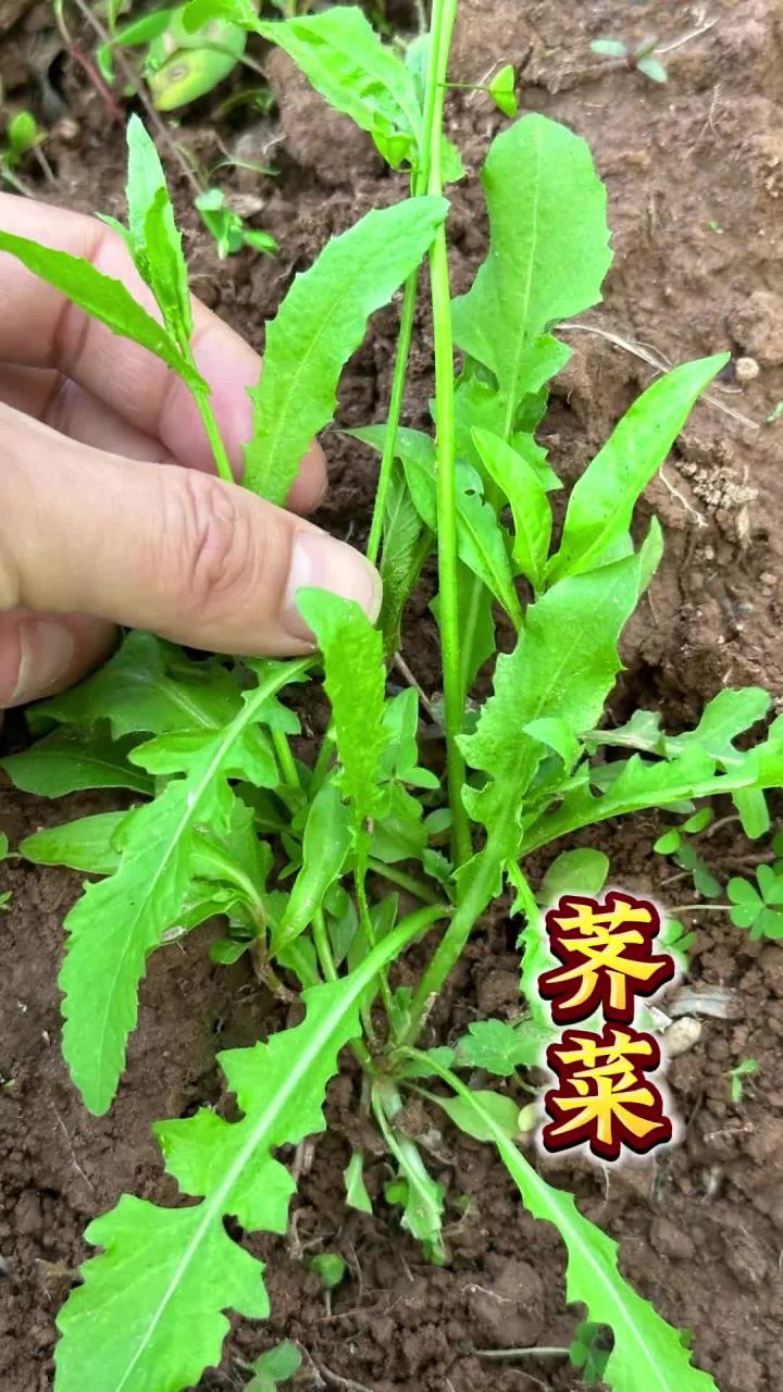 荠菜是春天最早冒头的野菜之一，也叫地米菜