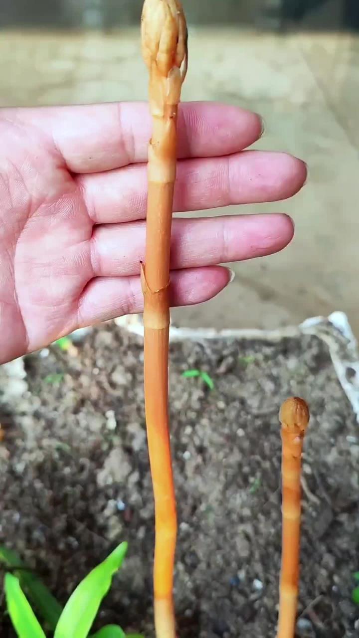 认识中草药挑战 这十三种中草药植物你认识几种？在你的家乡都叫它们什么别名呢？评论