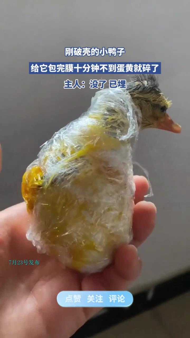 刚破壳的小鸭子,给它包完膜十分钟不到蛋黄就碎了,主人:已埋