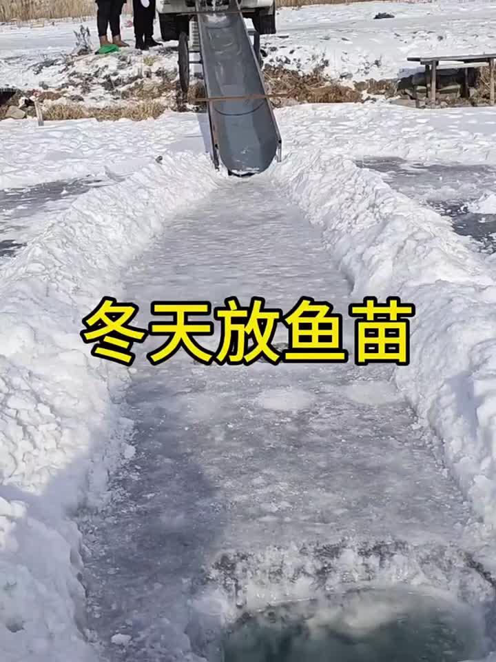 冬天放鱼苗