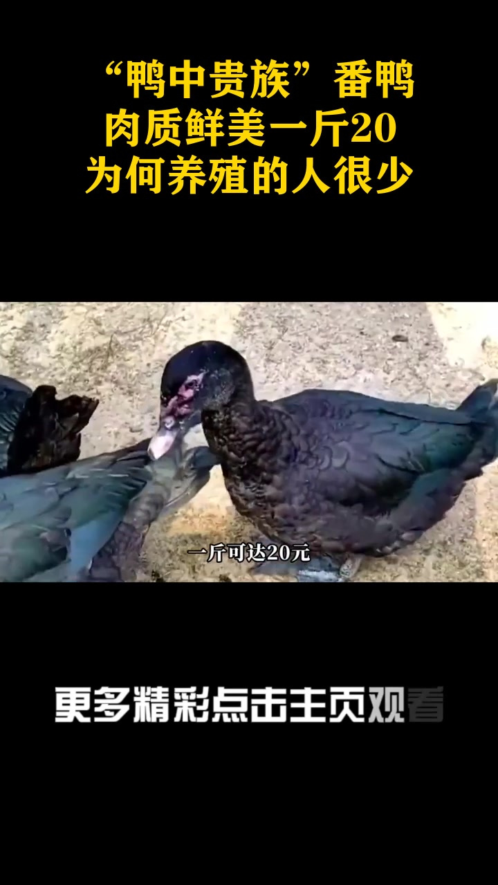 “鸭中贵族”番鸭,肉质鲜美一斤20,为何养殖的人很少?_3