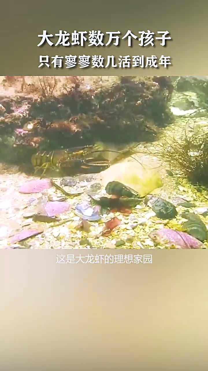 大龙虾幼崽如雪花般飘散入海