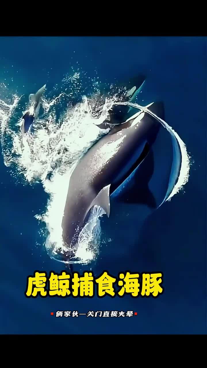虎鲸的智慧：默契合作将海豚夹成汉堡！