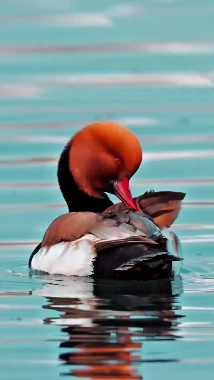 首次相见，赤嘴潜鸭视频展示
