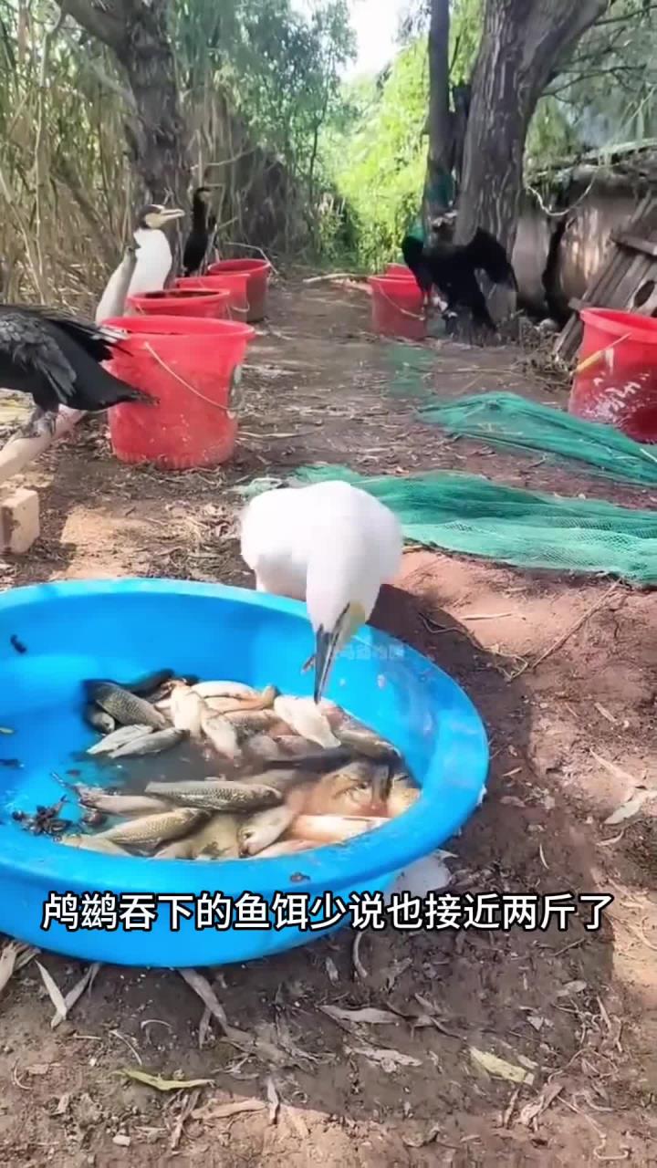 鸬鹚吞食鱼群的惊人时刻,瞬间捕获多条鱼的壮观场景