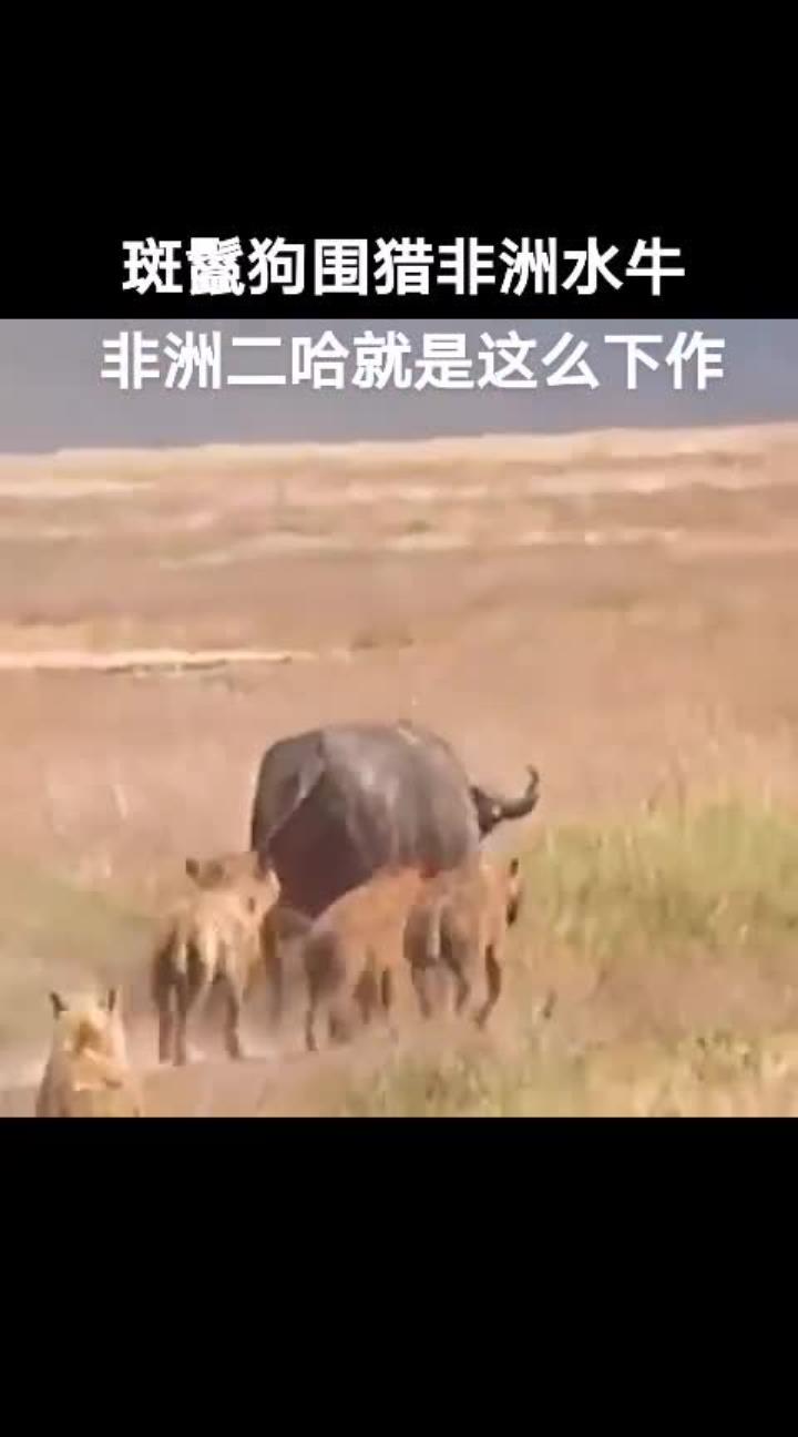 非洲二哈:鲜为人知的食肉动物与人类的距离