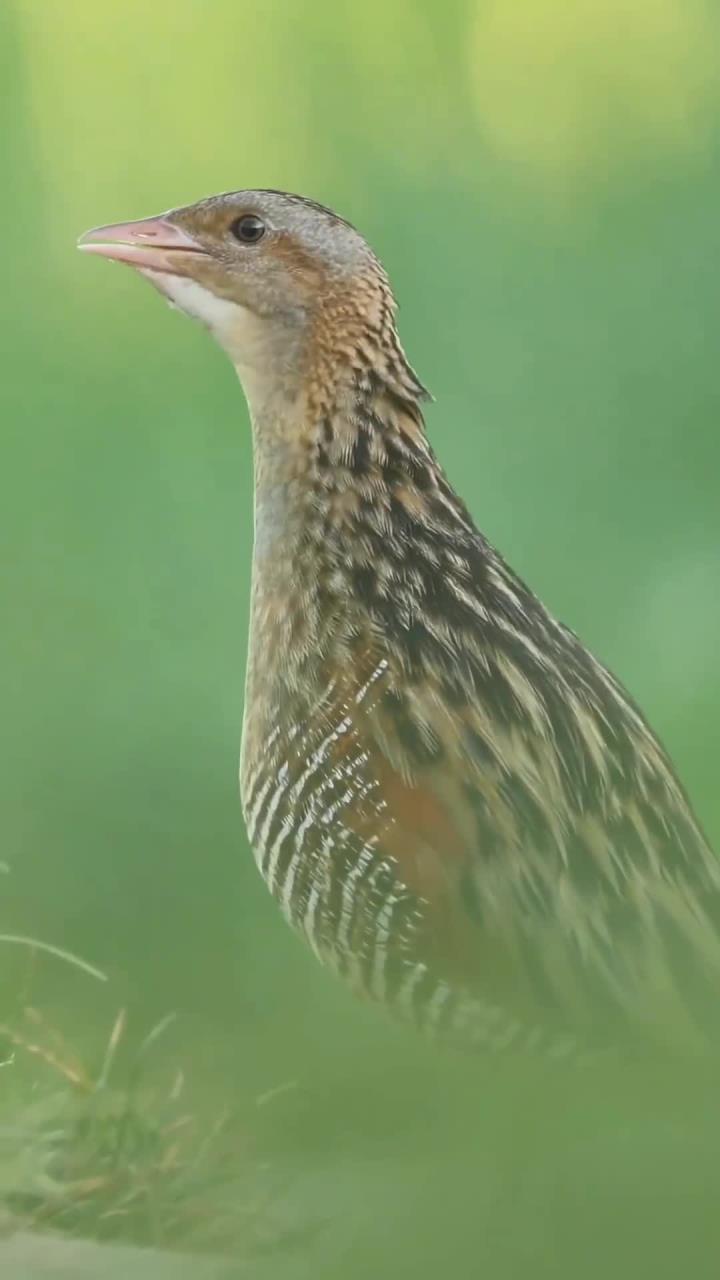 今天抓拍的长腿秧鸡,叫声非常有趣,快来听听像什么