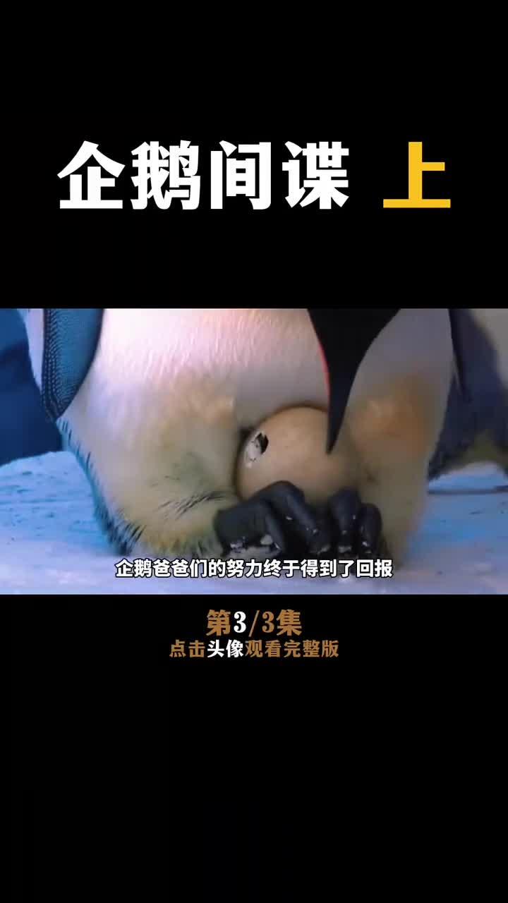 企鹅们经过寒冬,迎来了新的希望