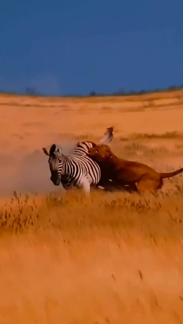狮子最惨一战!被斑马后蹬腿直接给KO了!