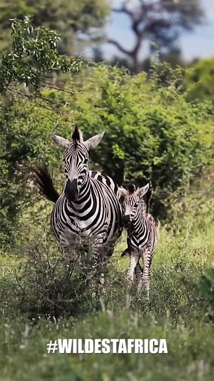 萌萌小斑马宝宝,超可爱瞬间!