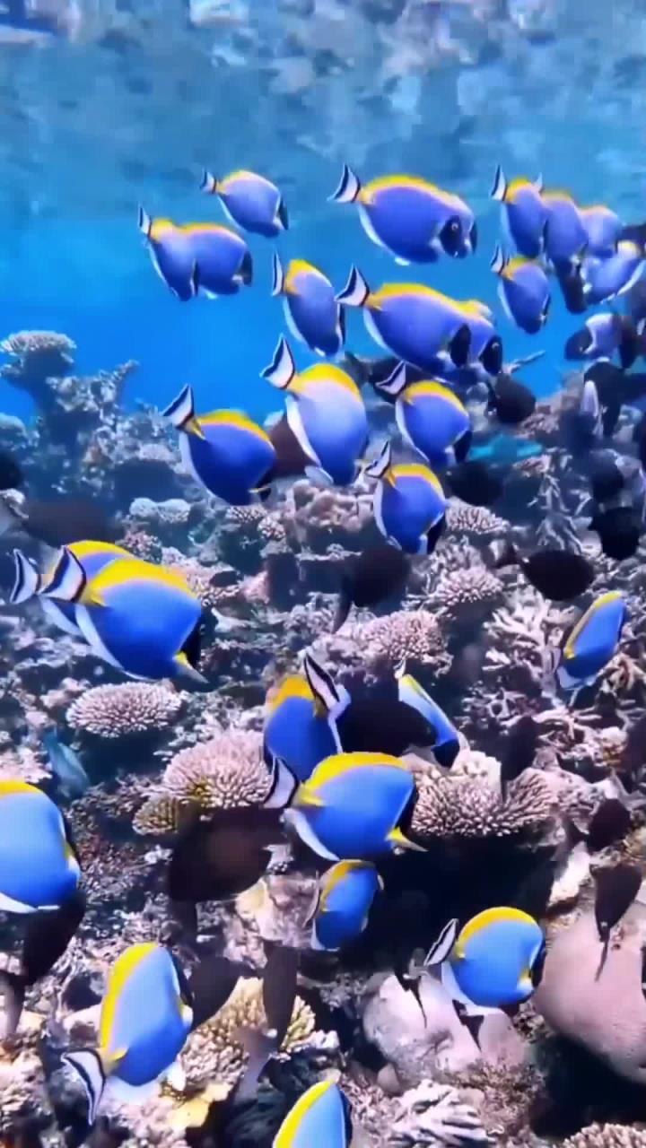 鱼儿舞动如奇迹,展现大自然震撼之美