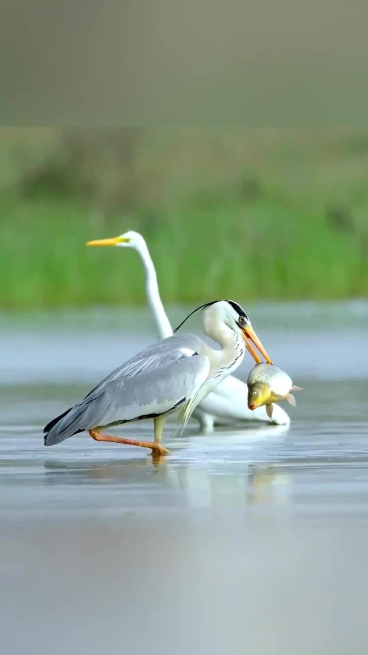 大鱼奇迹逃生,苍鹭捕食瞬间失败!