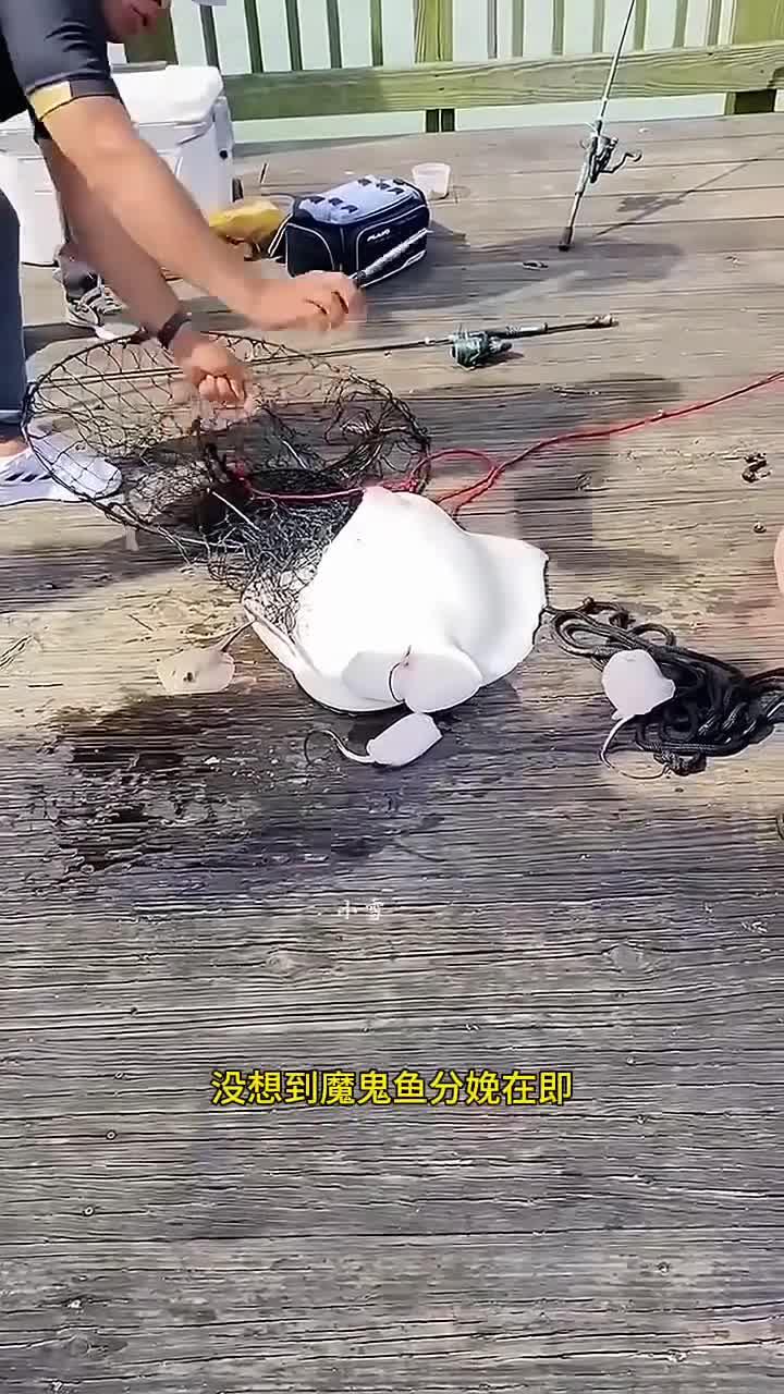 男子钓获魔鬼鱼，意外揭示鱼类即将繁殖的秘密