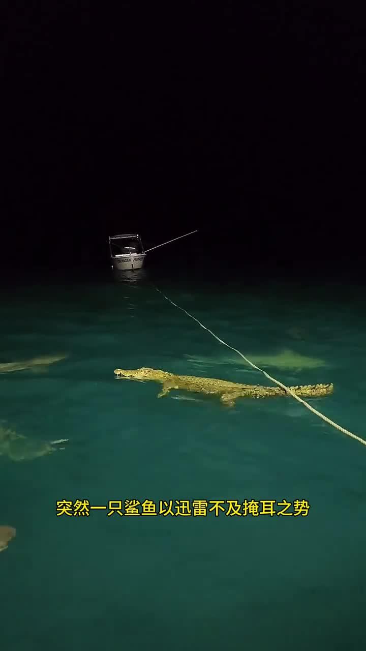 鲨鱼与鳄鱼之间的终极对决