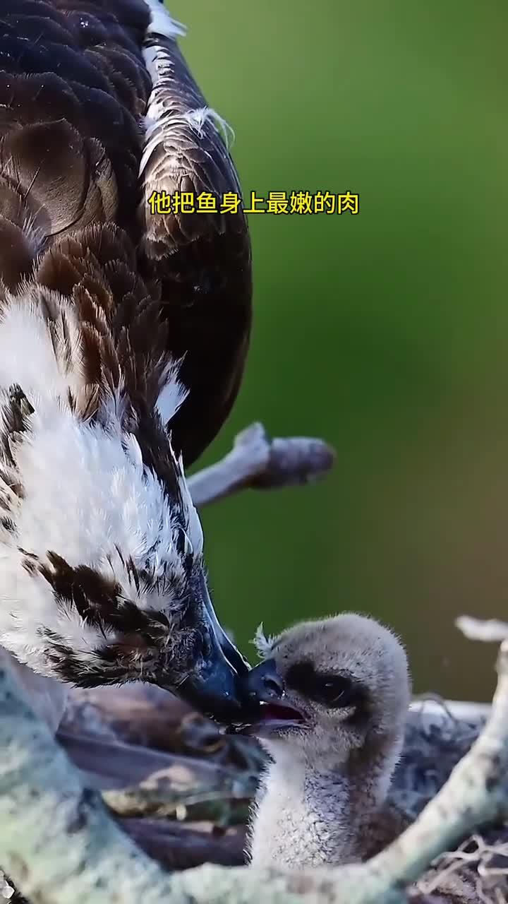 鱼鹰喂养幼鸟的动人时刻