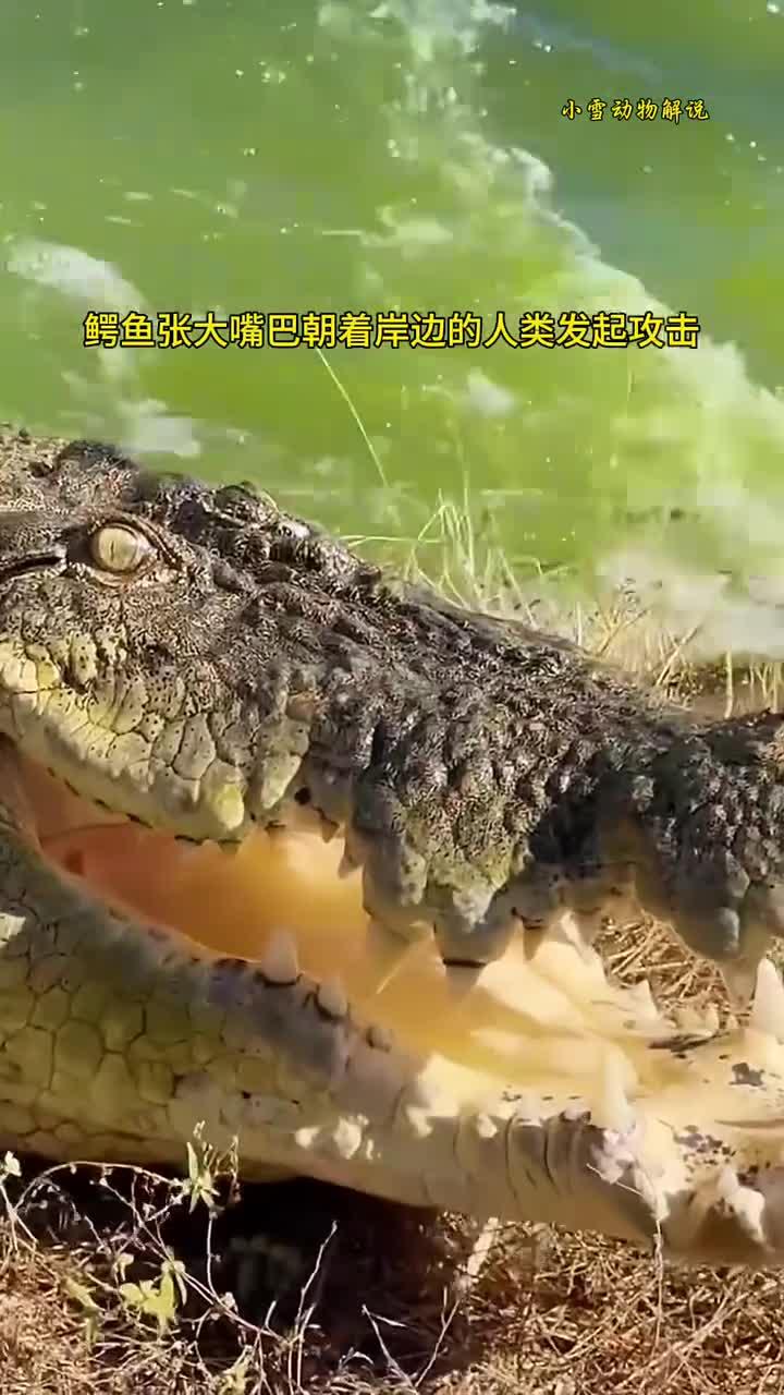 鳄鱼攻击人类的可怕遭遇