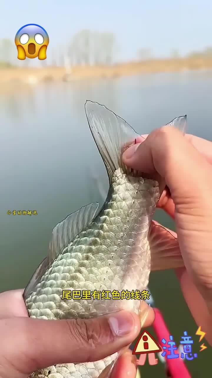 鱼尾下潜藏的寄生虫威胁