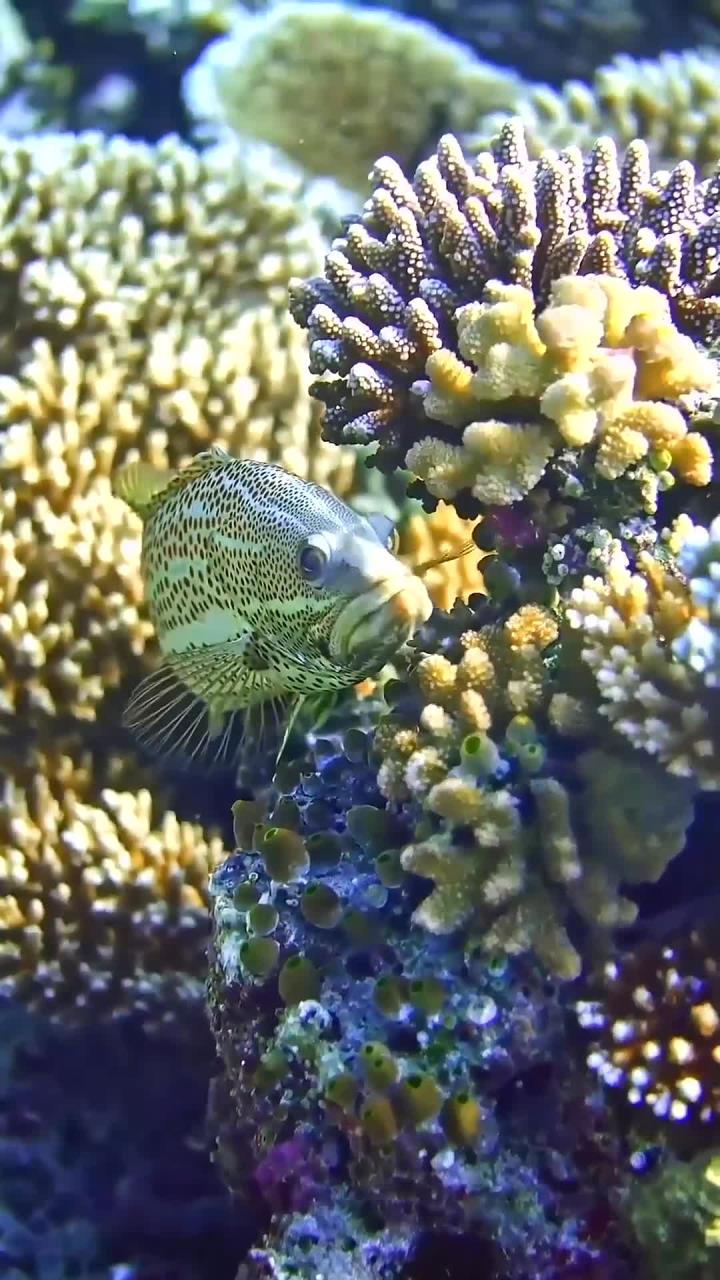 小鱼你为何如此忧伤,是遇上难事了