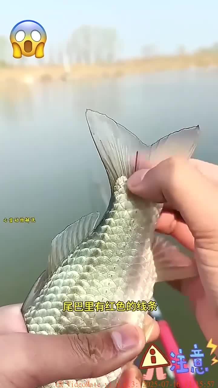 鱼尾下的隐秘寄生虫危险