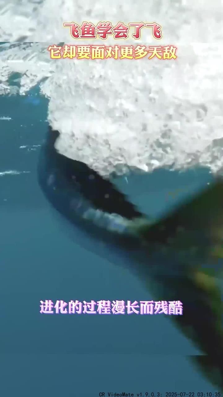 飞鱼的飞行能力与生存挑战,漫长而艰苦的进化之路