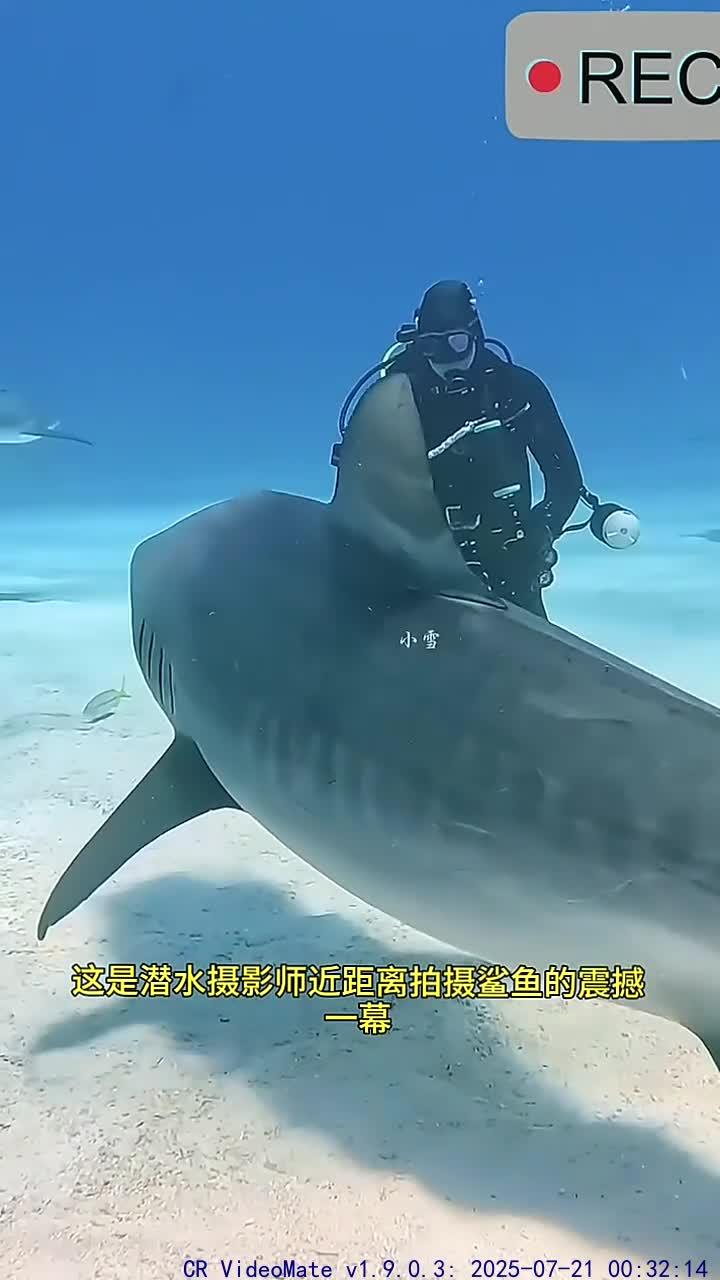 近距离拍摄鲨鱼的震撼瞬间