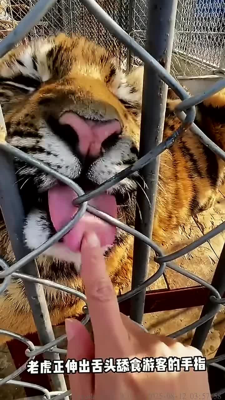老虎舌头上布满肉刺的奇妙探秘
