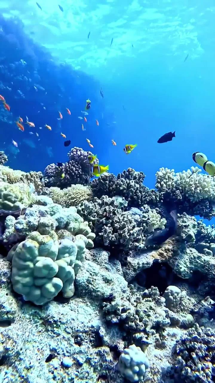 海底鱼群穿梭在梦幻珊瑚丛中,清澈如镜美不胜收