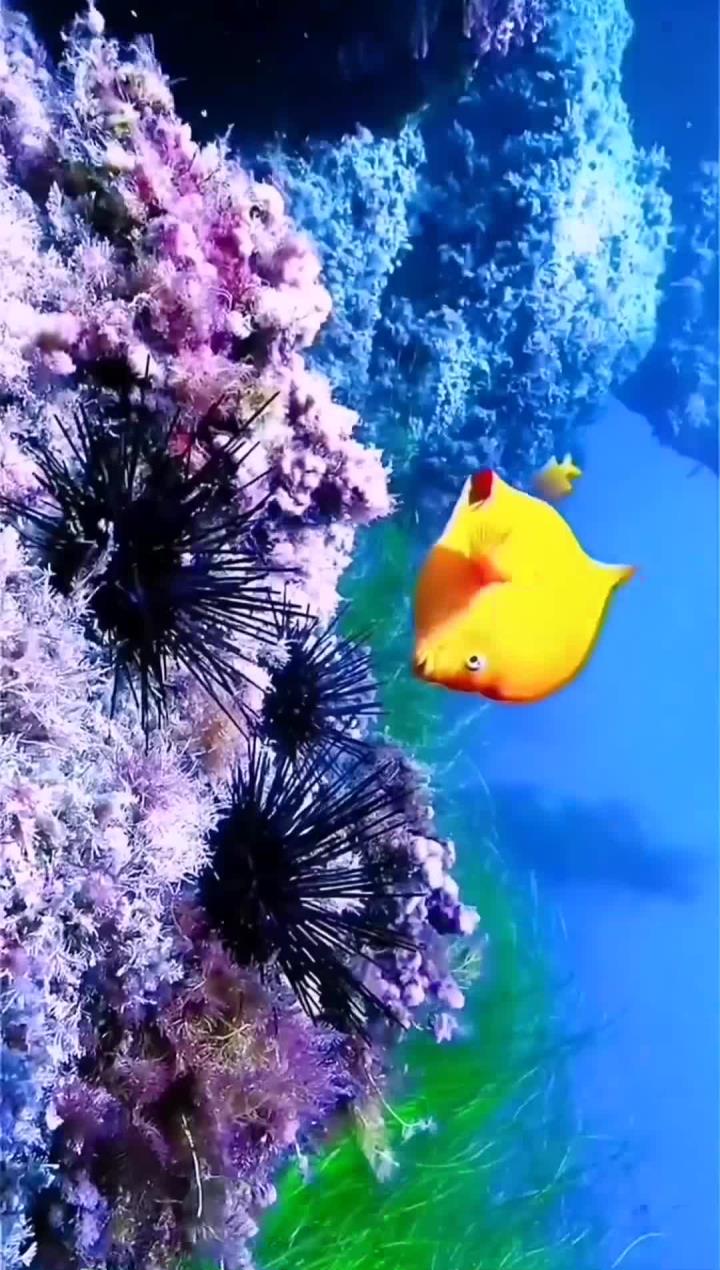 梦幻海底世界,鱼群与珊瑚共舞