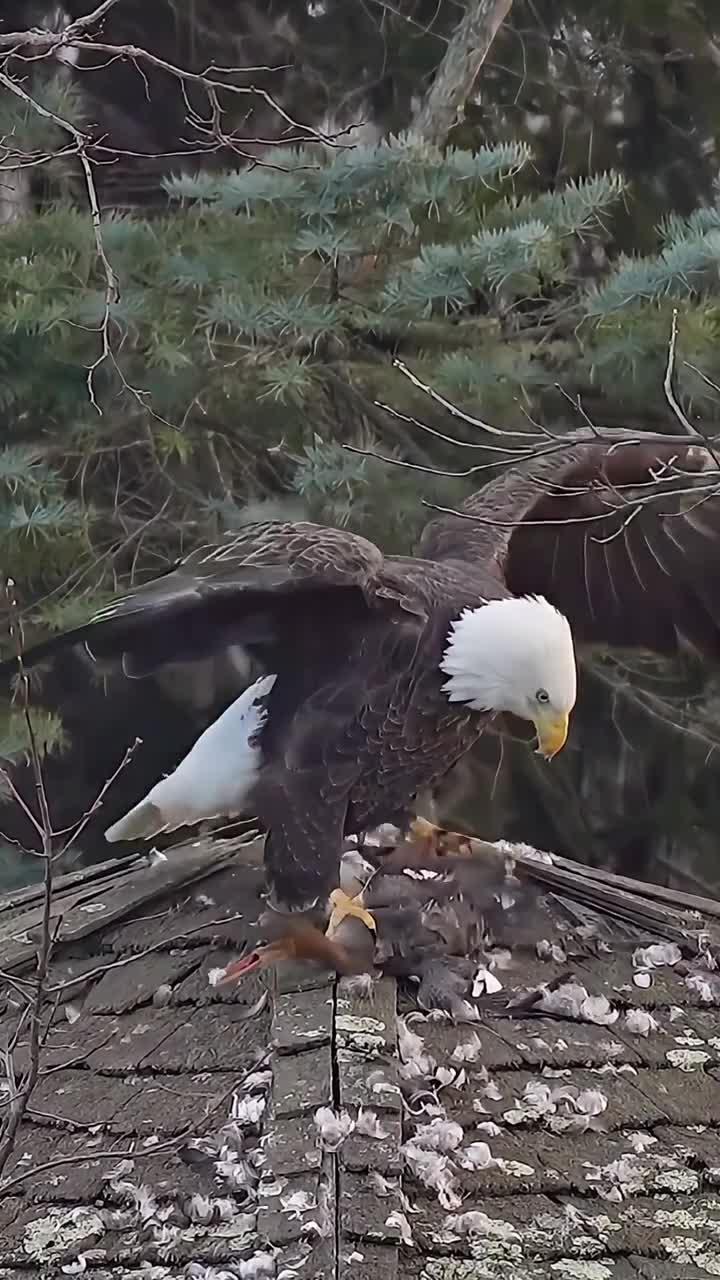白头海雕捕食野鸭视频