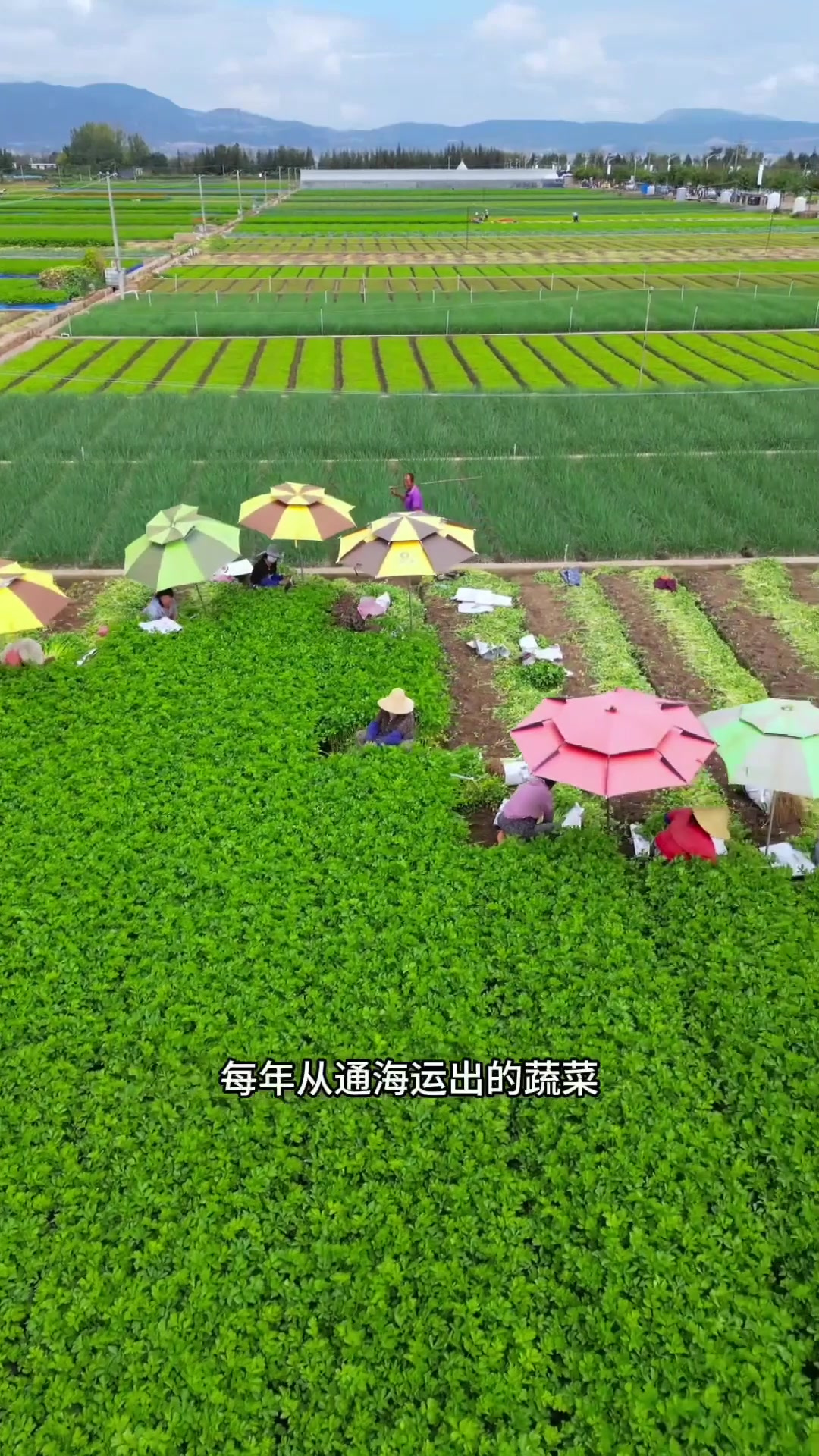 夏日旅行,云南玉溪通海,这里是国内最大露天蔬菜基地,蔬菜远销