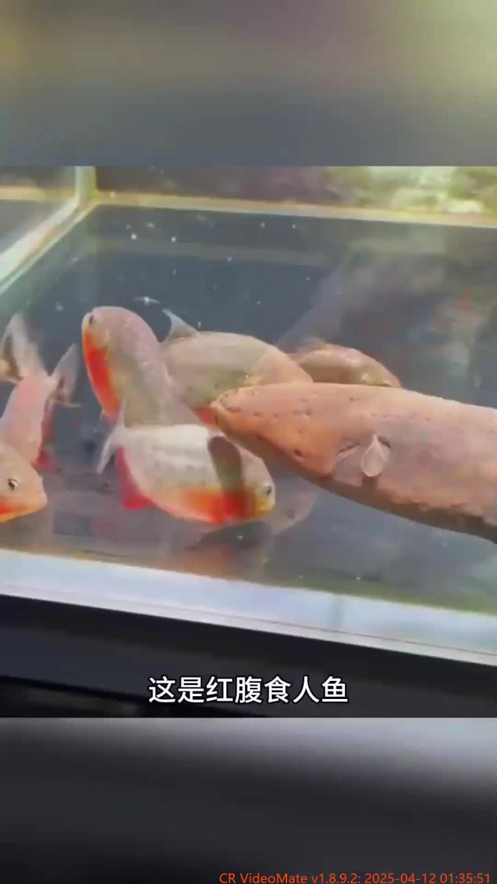 食人鱼与电鳗惊险对决!