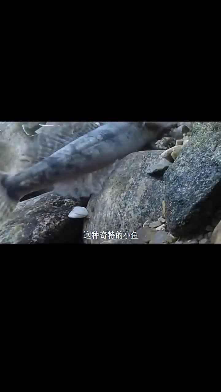 杜父鱼在溪流中自由游弋,探索自然的奇妙世界