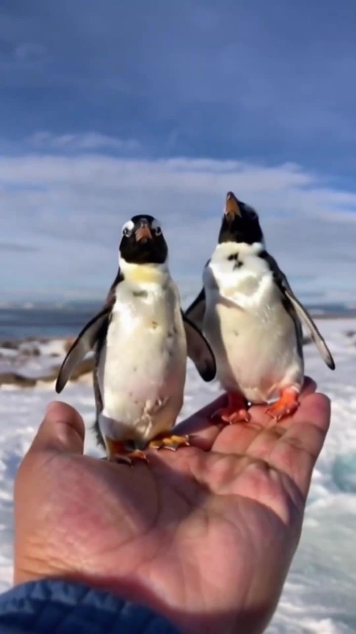 两只小企鹅东张西望的可爱瞬间