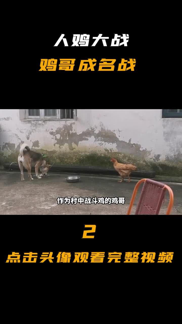 鸡界一哥诞生:啄狗啄人成为鸡界霸主统一啄人标准