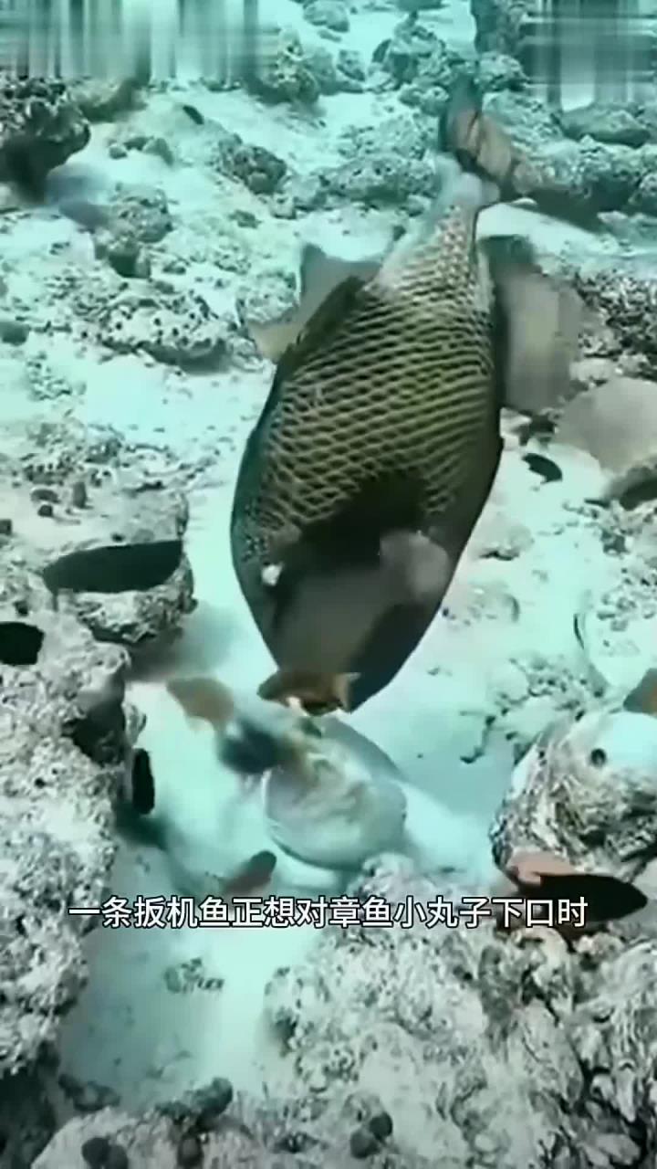 逃脱专家非章鱼莫属,喷墨反击成逃生神器