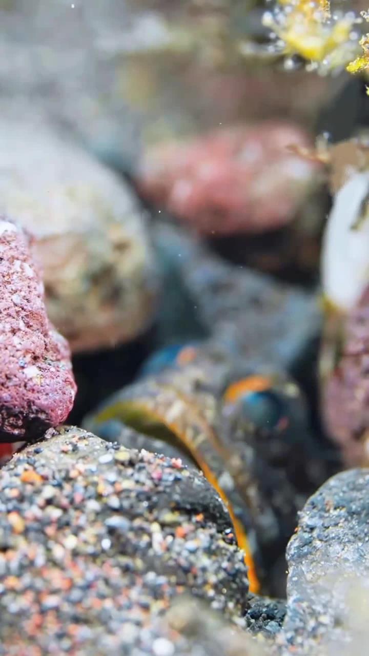 五彩斑斓的海底鱼群震撼登场!