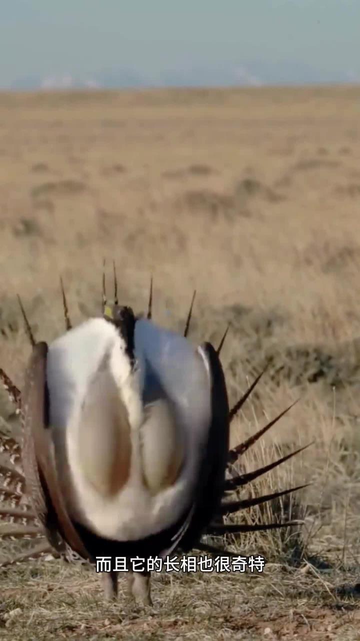 松鸡的可爱模样与兔耳造型相映成趣