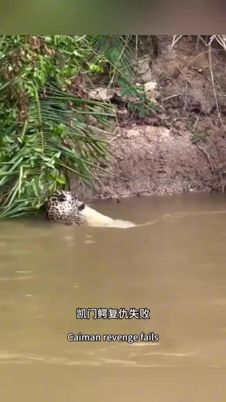 鳄鱼对美洲豹的复仇失败