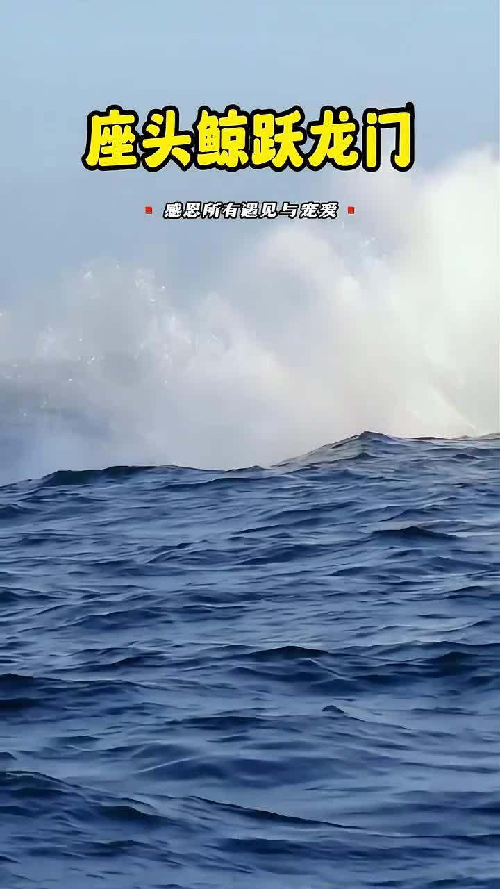 座头鲸轻松跃出海面，展现巨大身姿