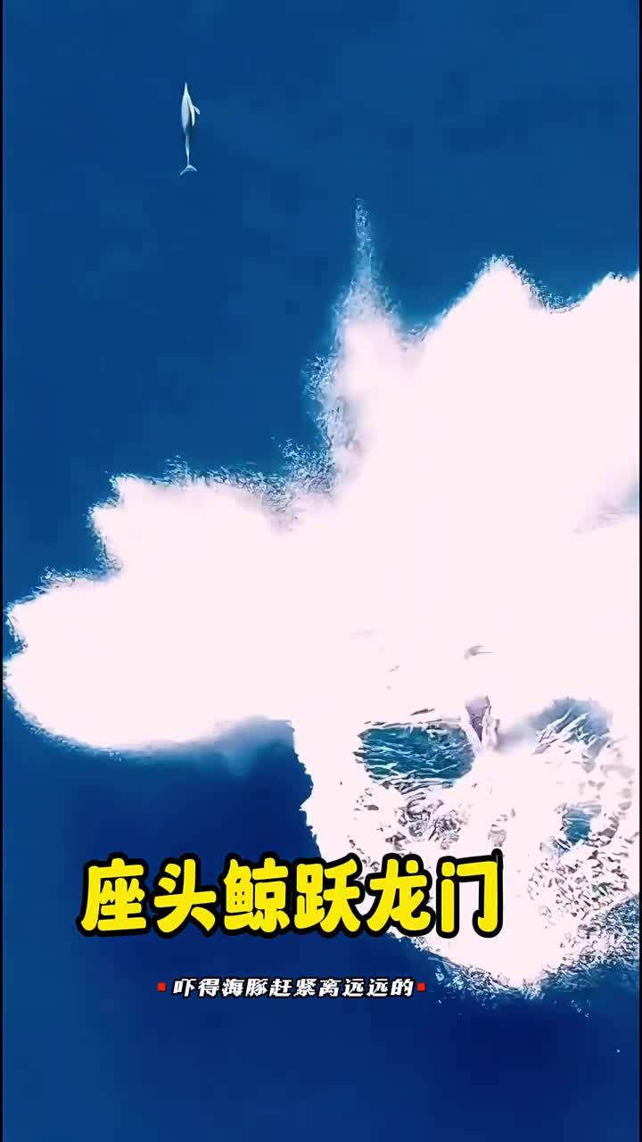 座头鲸跃出水面，海豚在旁保持安全距离