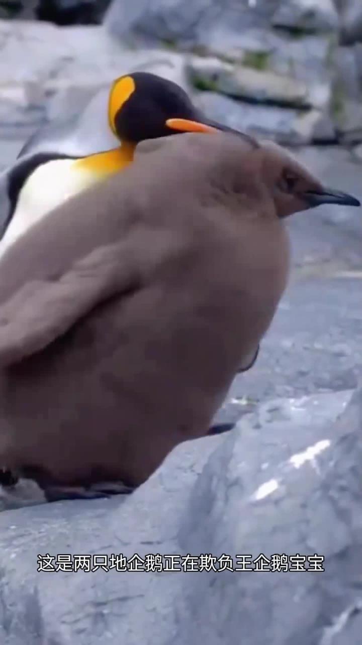 帝企鹅戏弄王企鹅幼鸟的搞笑瞬间