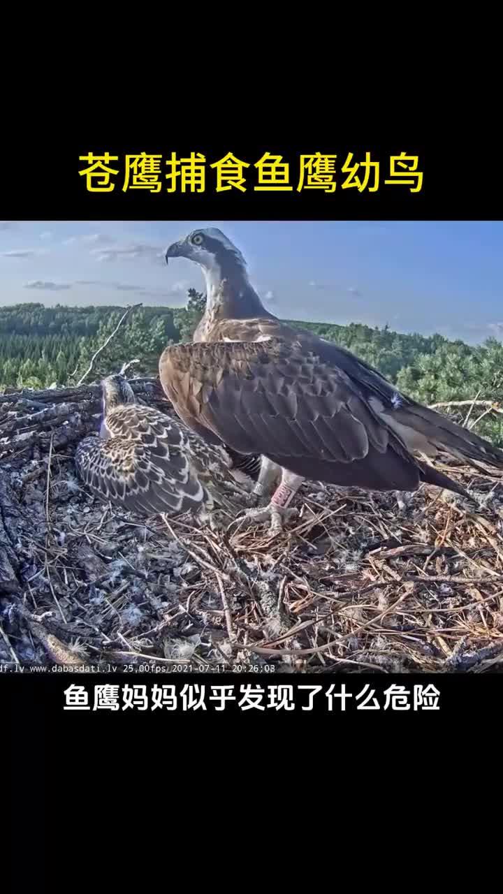 苍鹰捕食鱼鹰幼鸟,鸟妈的反应让人生气