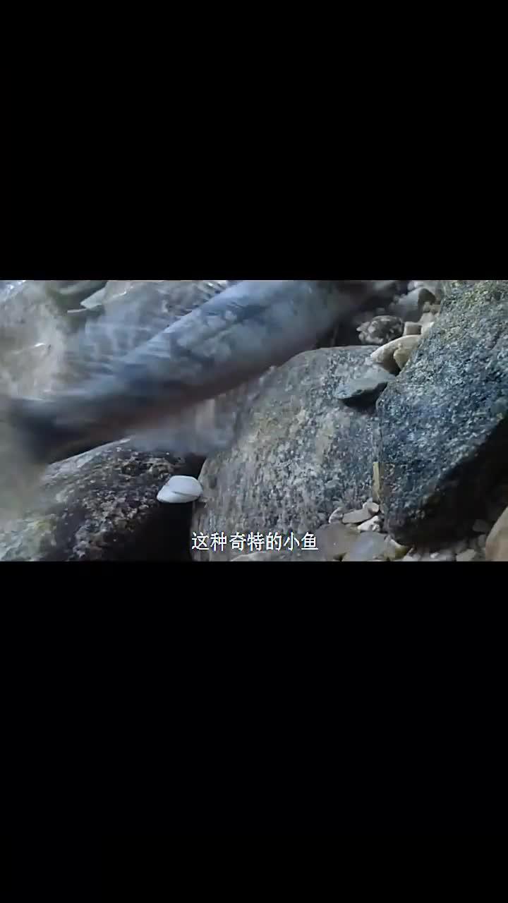 杜父鱼溪流小鱼