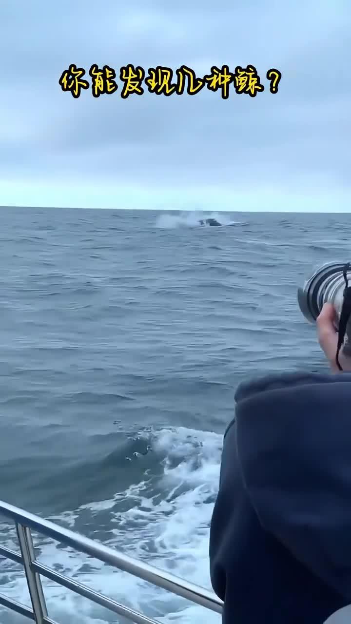 探索鲸鱼的多样性：你能识别多少种类及其名称呢？
