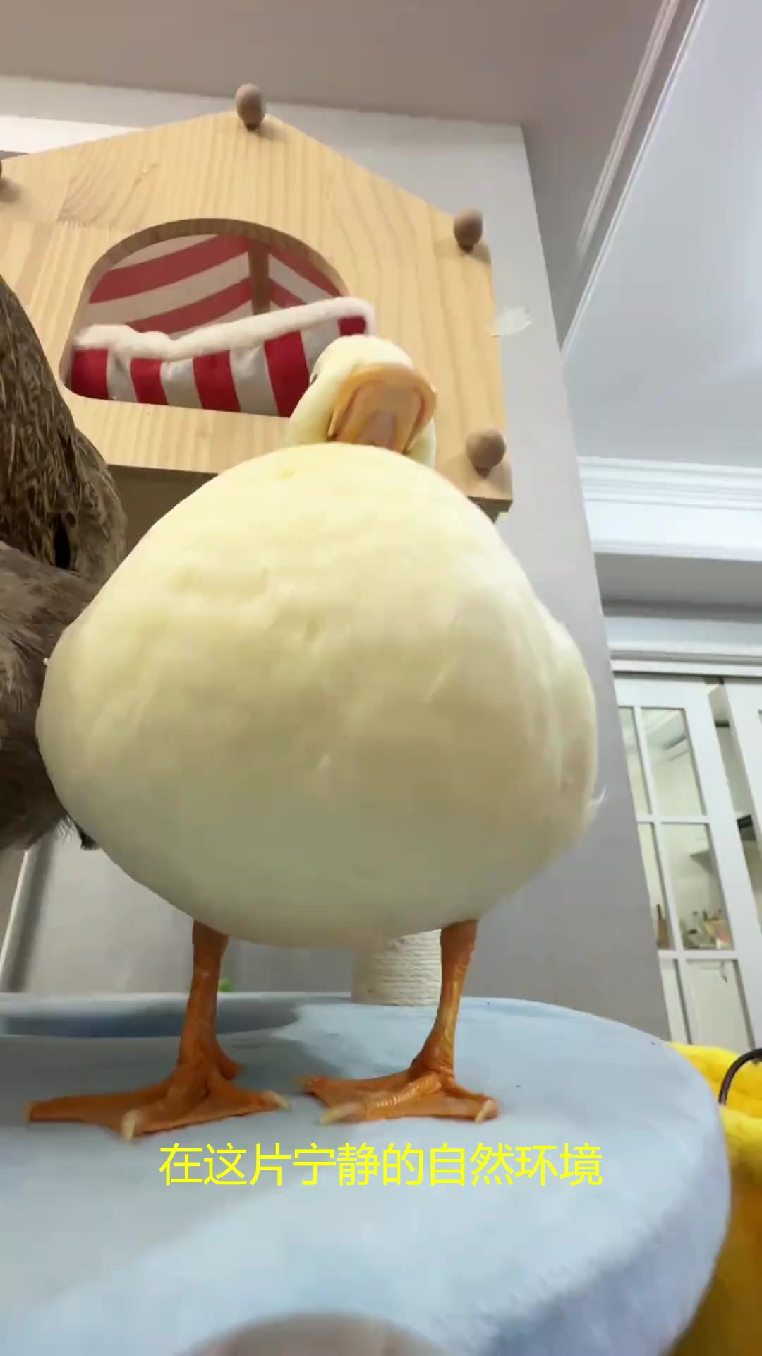 宠物鸭的专属小泳池，是它的快乐源泉