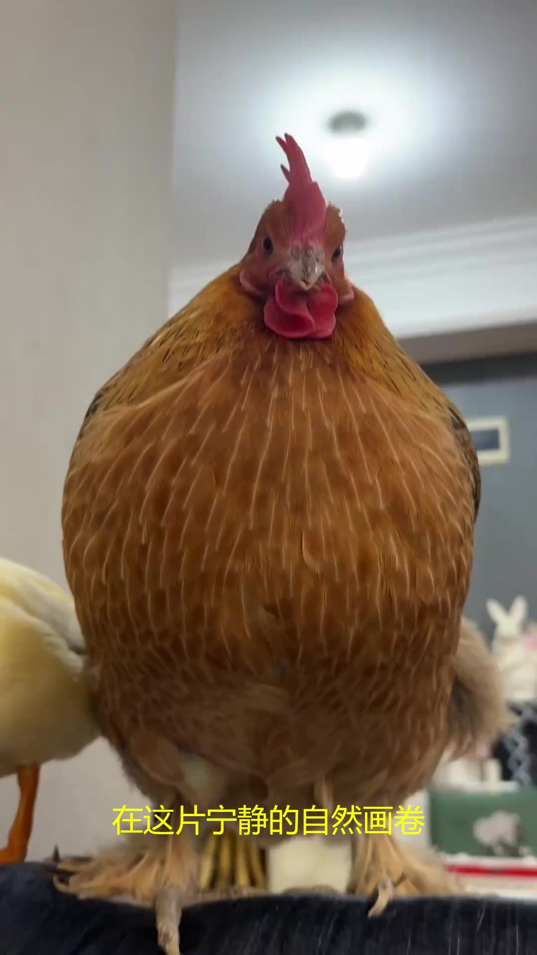 宠物鸭的“浴室”是盆浅水，却能玩半小时