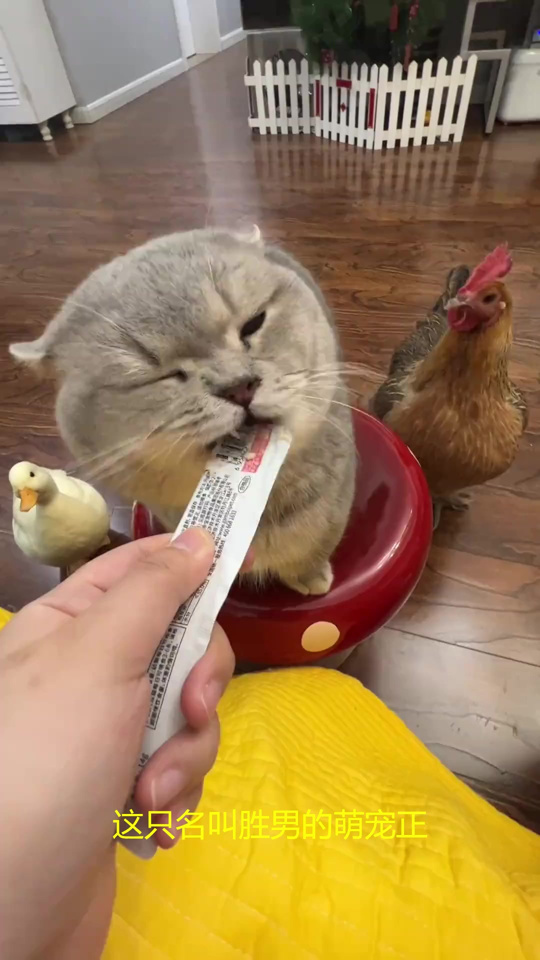 给宠物鸭戴小帽子，它甩头甩掉还瞪我