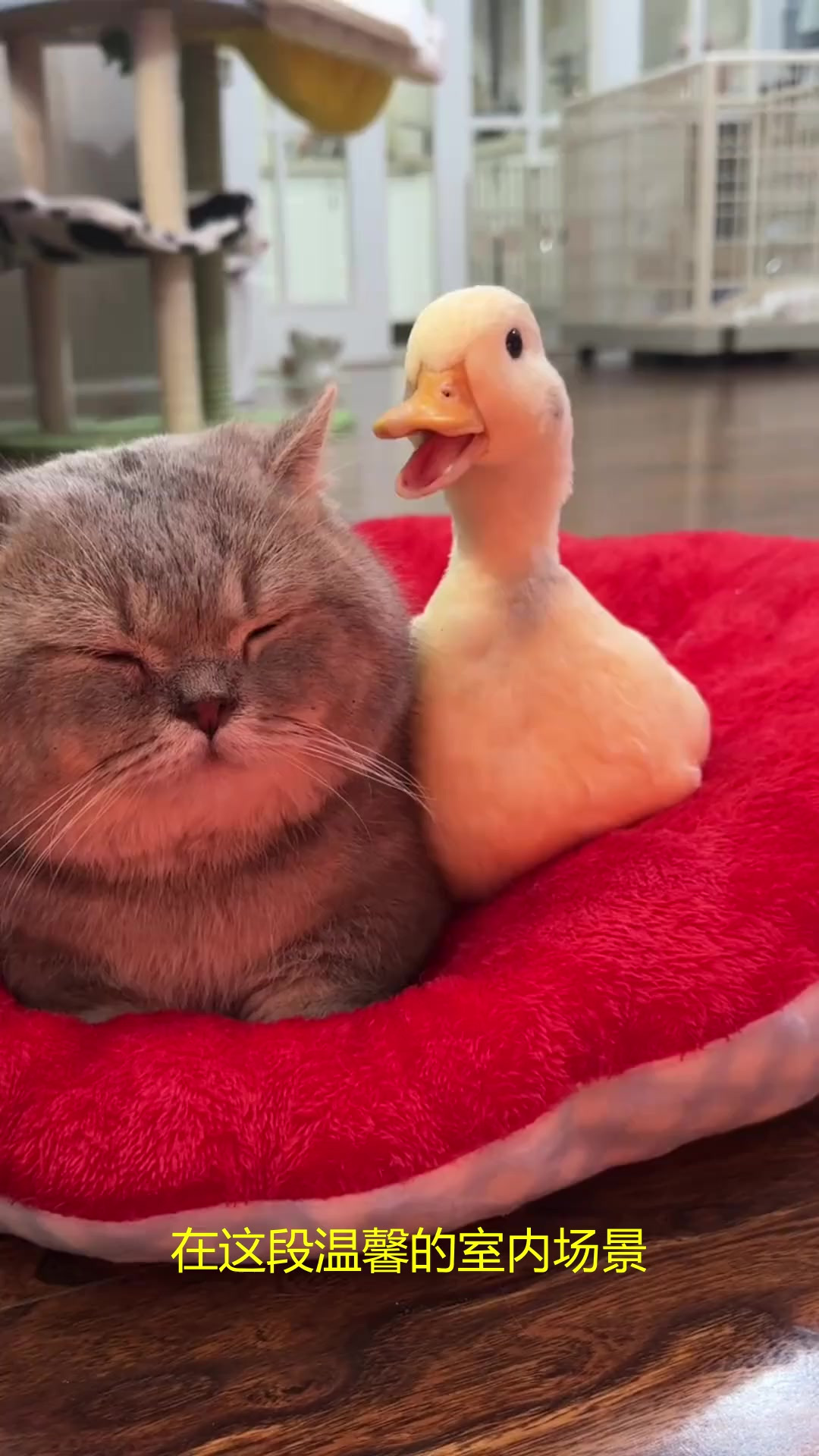 宠物鸭看见塑料袋飘动，会追着啄个不停