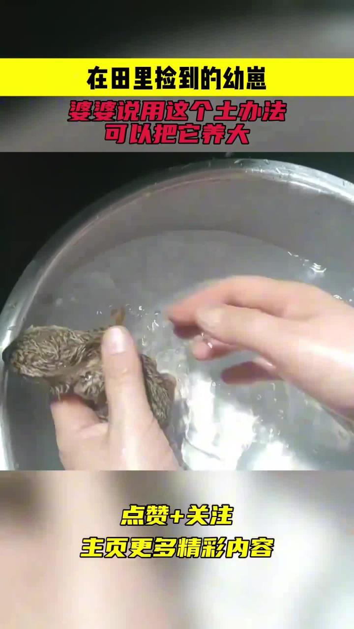 在田里捡到的幼崽,婆婆说用这个土办法,可以把它养大