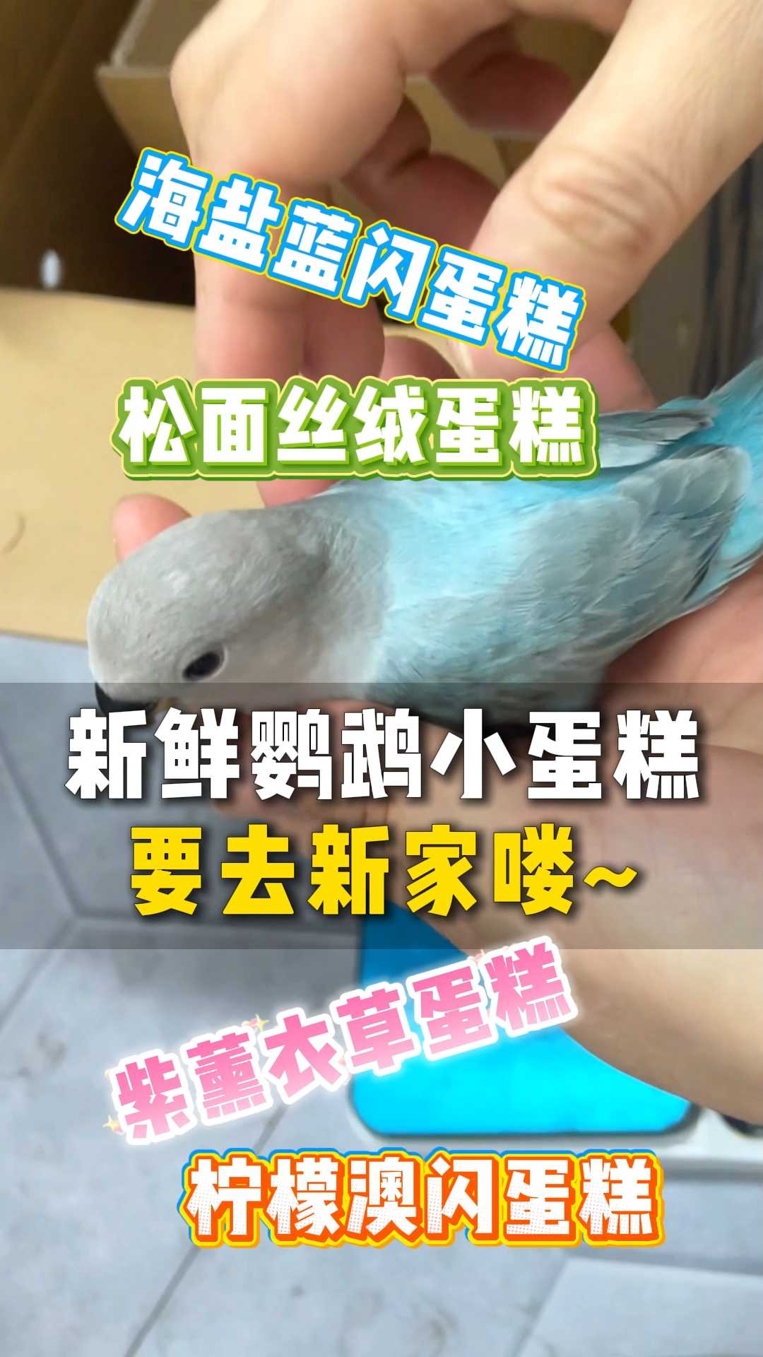 新鲜鹦鹉小蛋糕要去新家喽~L